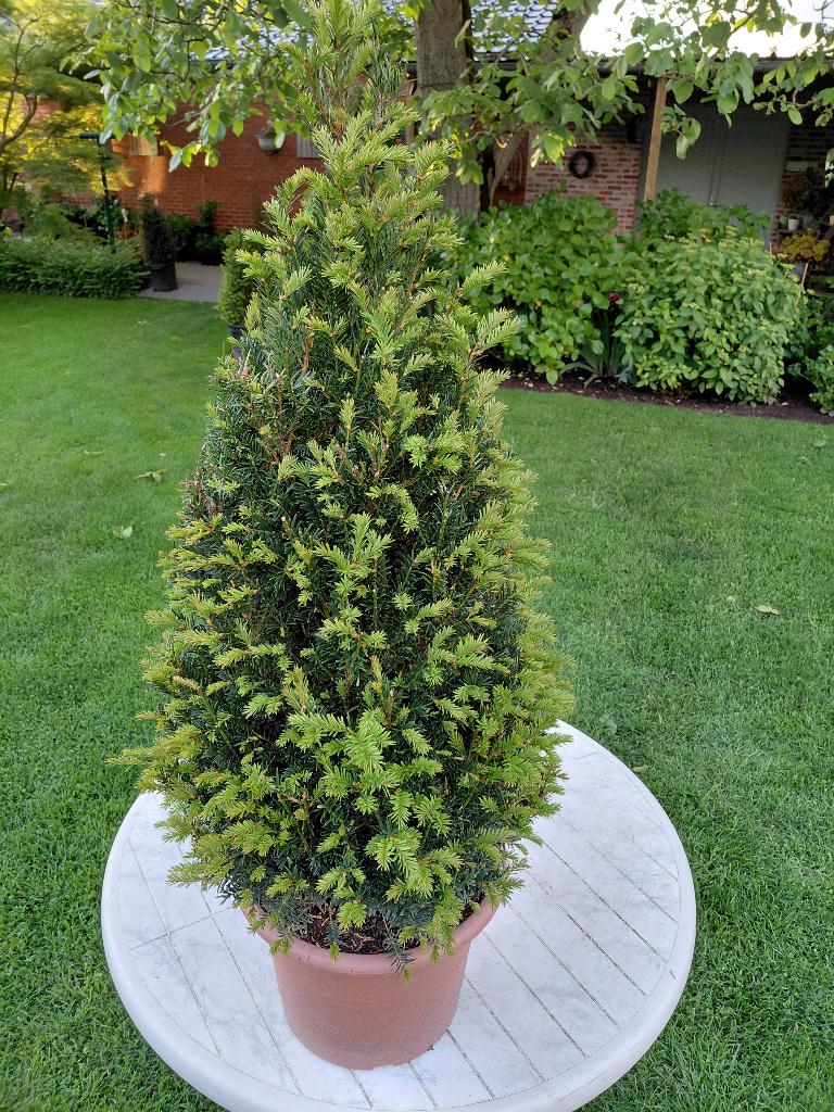 Taxus Baccata kegel vorm in PROMO, Jardin & Terrasse, Enlèvement