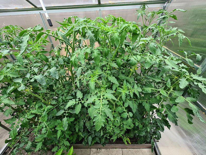 Tomatenplanten (meerdere stuks), Tuin en Terras, Ophalen