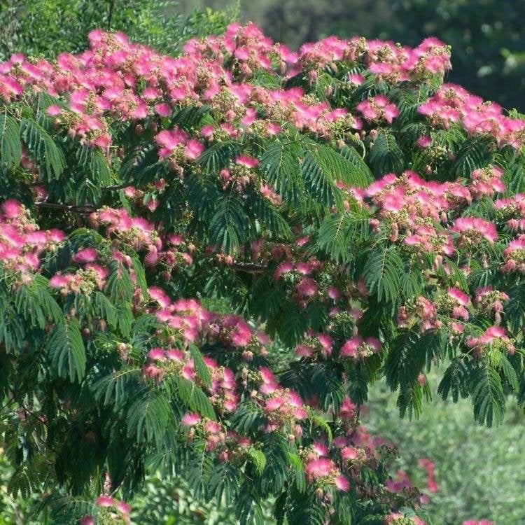 Albizia Julibrissin multistem, Jardin & Terrasse, Plantes | Arbres, Enlèvement, En pot, Autres espèces