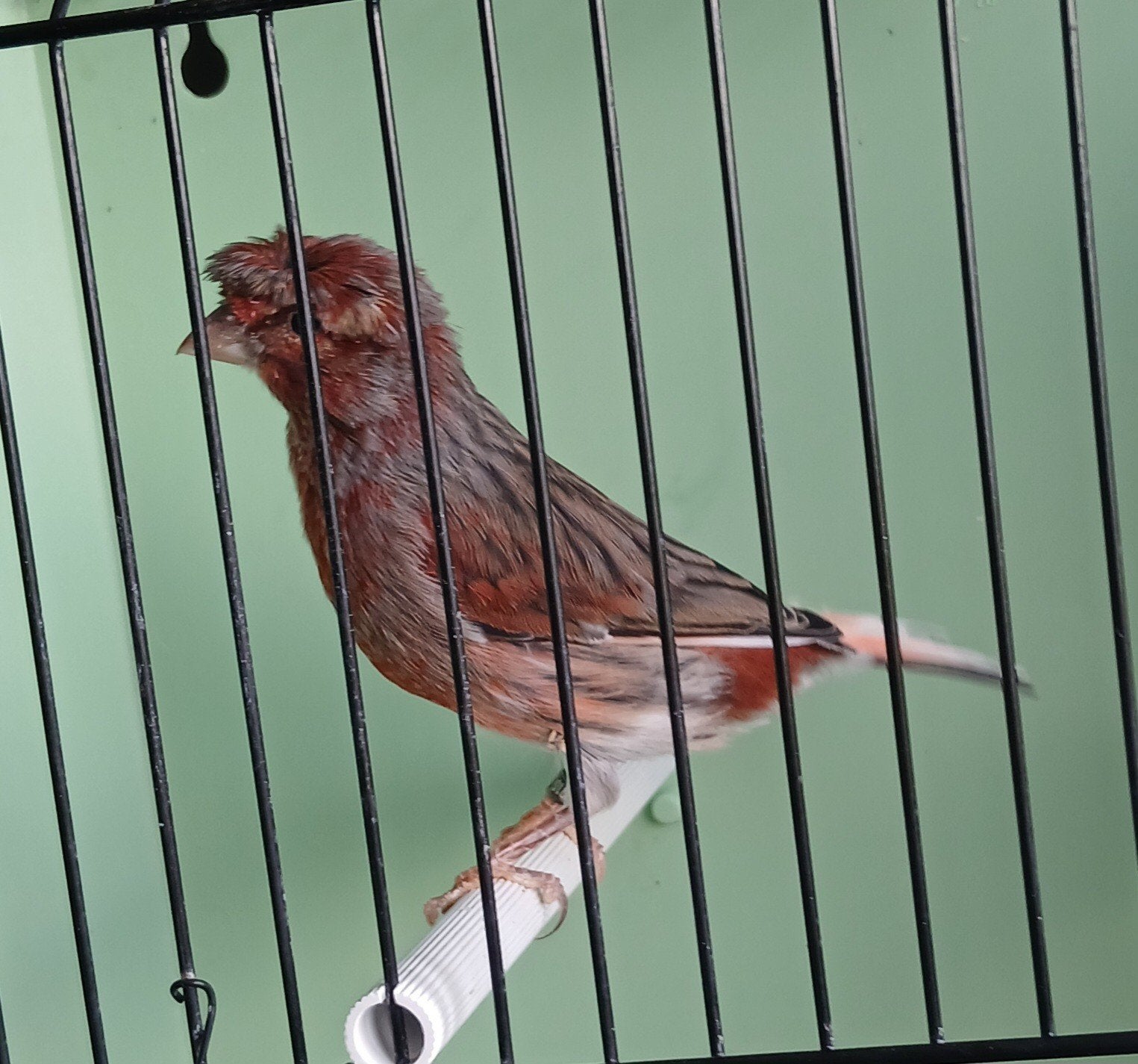 Portugese harlekijn kanarie, Animaux & Accessoires, Oiseaux | Oiseaux Autre
