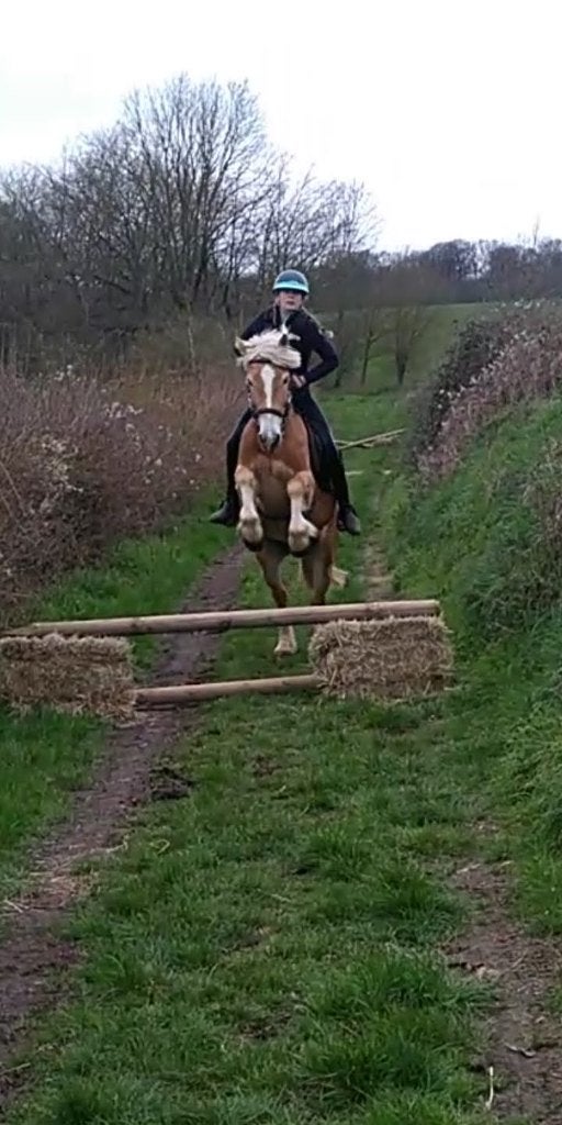 Jument Haflinger, 9 ans, très adaptée aux enfants, Animaux & Accessoires, Chevaux, Jument