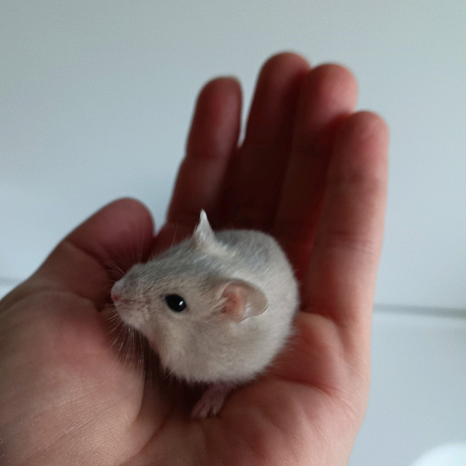 Lieve Russische dwerghamsters, 5 weken oud., Dieren en Toebehoren, Knaagdieren, Juni, Meerdere dieren, Hamster