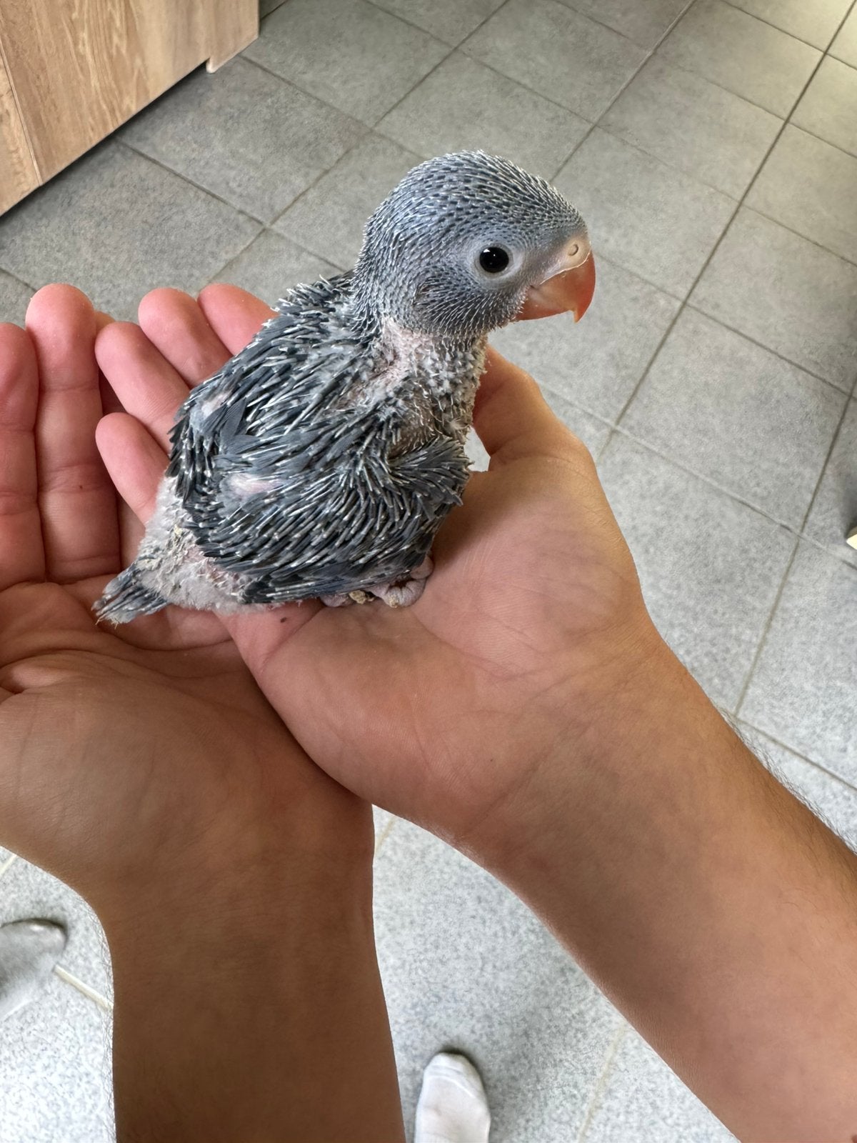 Jonge halsbandparkieten, Dieren en Toebehoren, Tam