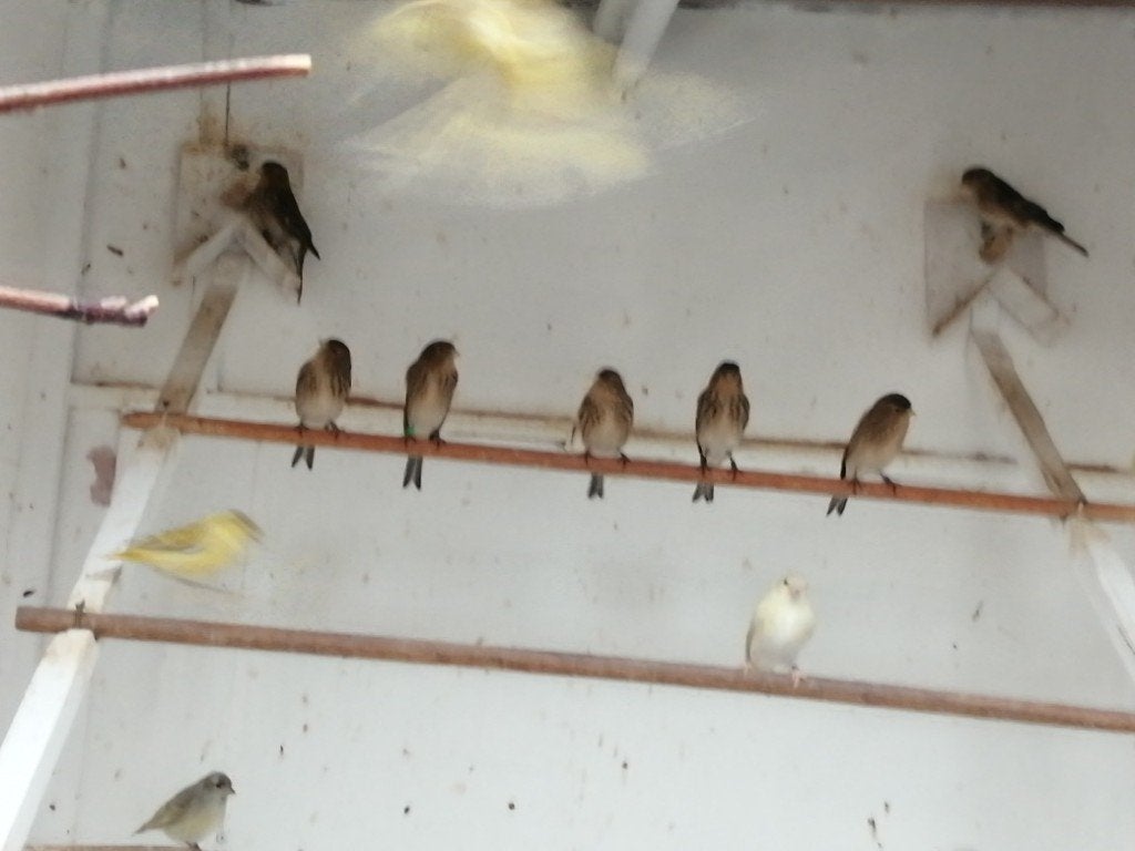 fraters, Meerdere dieren, Wildzangvogel, Geringd