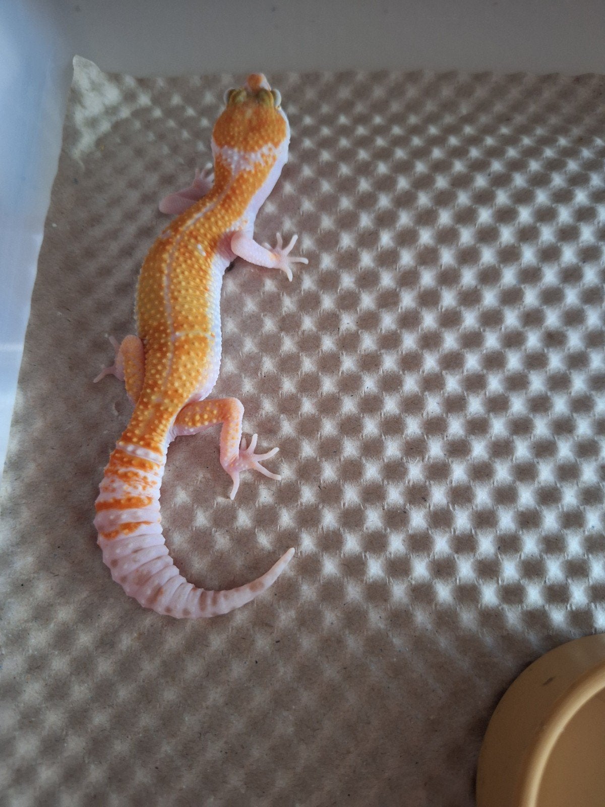 luipaardgekko's w&y sunglow, Animaux & Accessoires, Reptiles & Amphibiens, Lézard, Domestique, 0 à 2 ans