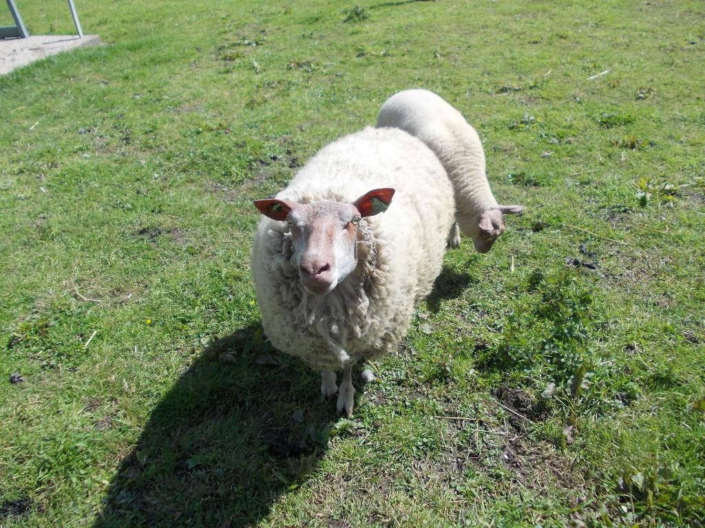 Rouge de L'Quest, Vrouwelijk, Schaap, 0 tot 2 jaar