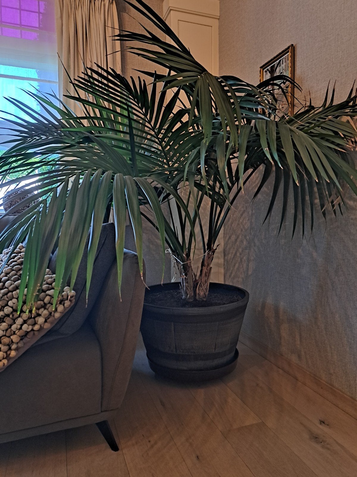 Prachtige grote Kentia Palm, Maison & Meubles, Enlèvement, Palmier