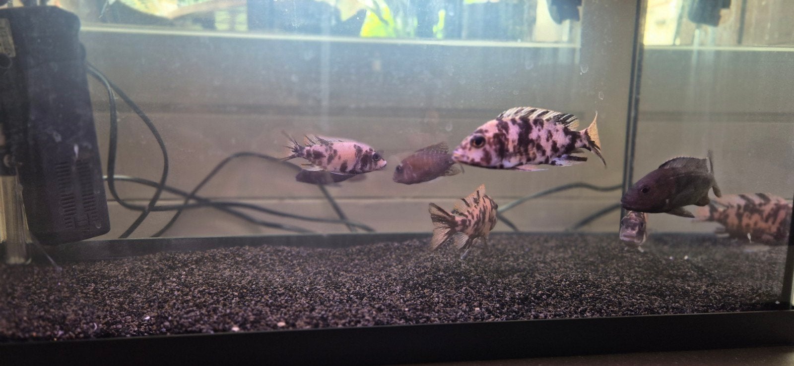 alanocara's te koop
