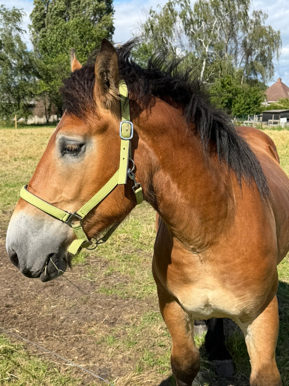 Belgisch trekpaard, Gechipt, B, Ruin, 0 tot 2 jaar