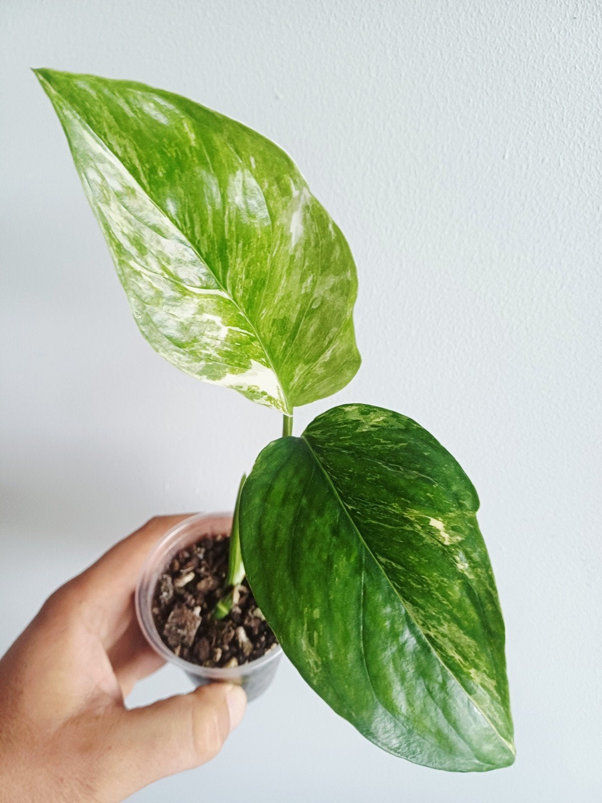 Monstera Lechleriana Albo variegata, Autres espèces, En pot, Enlèvement ou Envoi, Moins de 100 cm