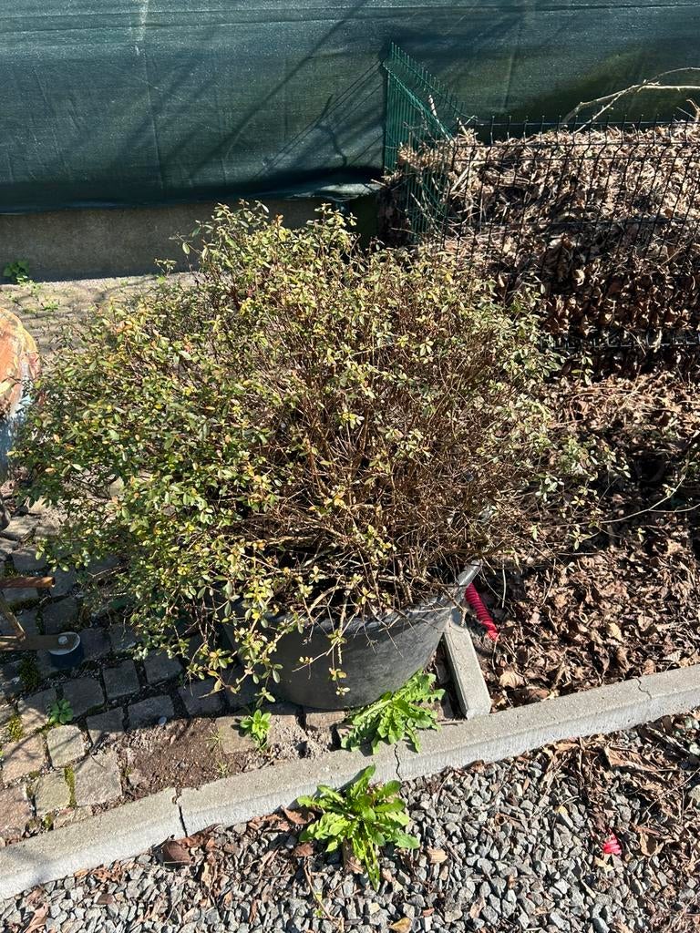 Grote azalea in kuip., Ophalen