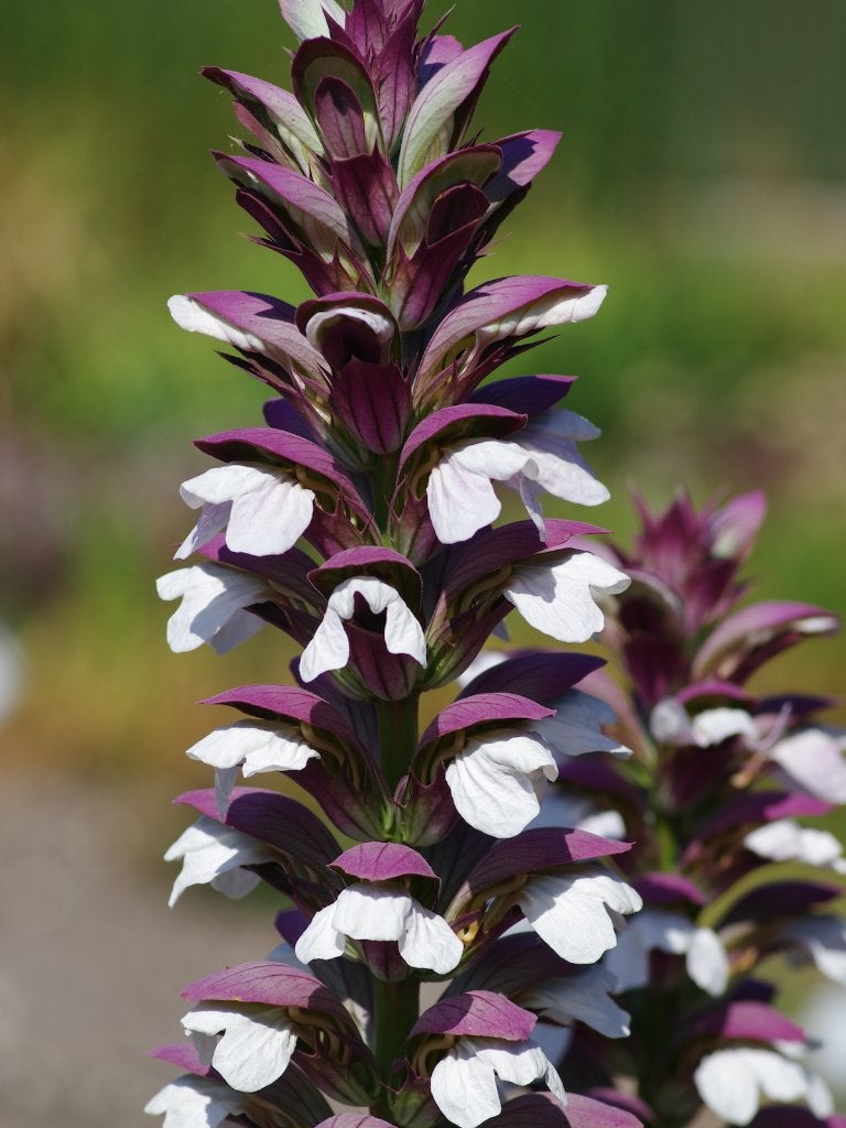 1 acanthus mollis    in  pot, Tuin en Terras, Ophalen, Vaste plant