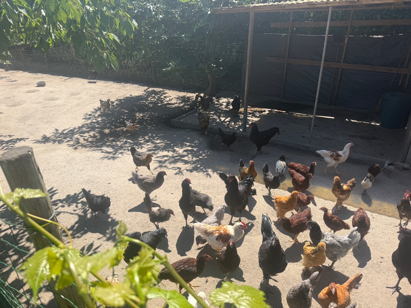 Kippen/hanen, Dieren en Toebehoren, Pluimvee, Meerdere dieren, Kip