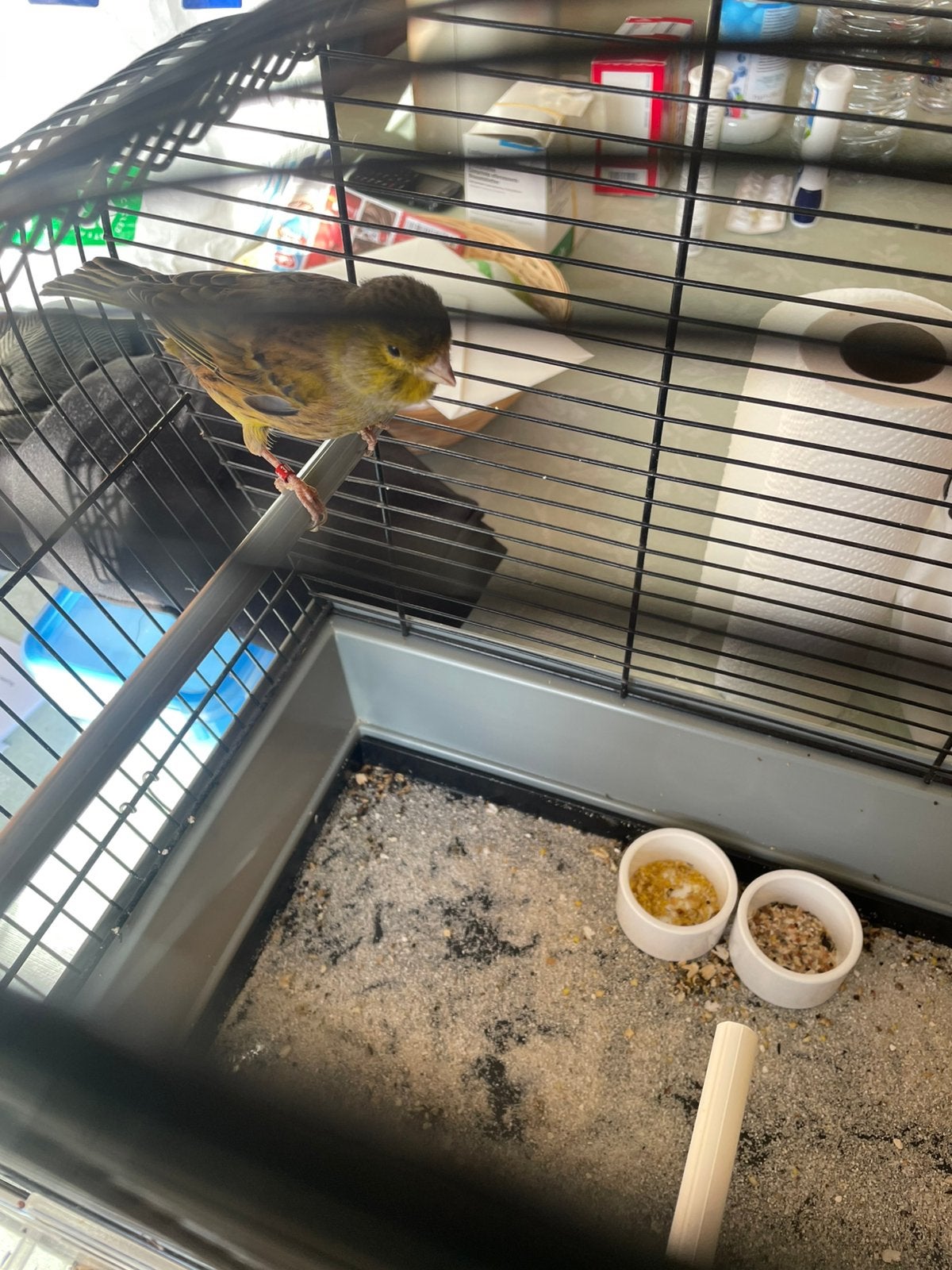 Kanarie, Dieren en Toebehoren, Mannelijk