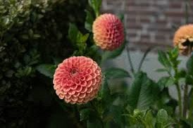 Oranje pompon dahlia, Enlèvement ou Envoi, Oignon