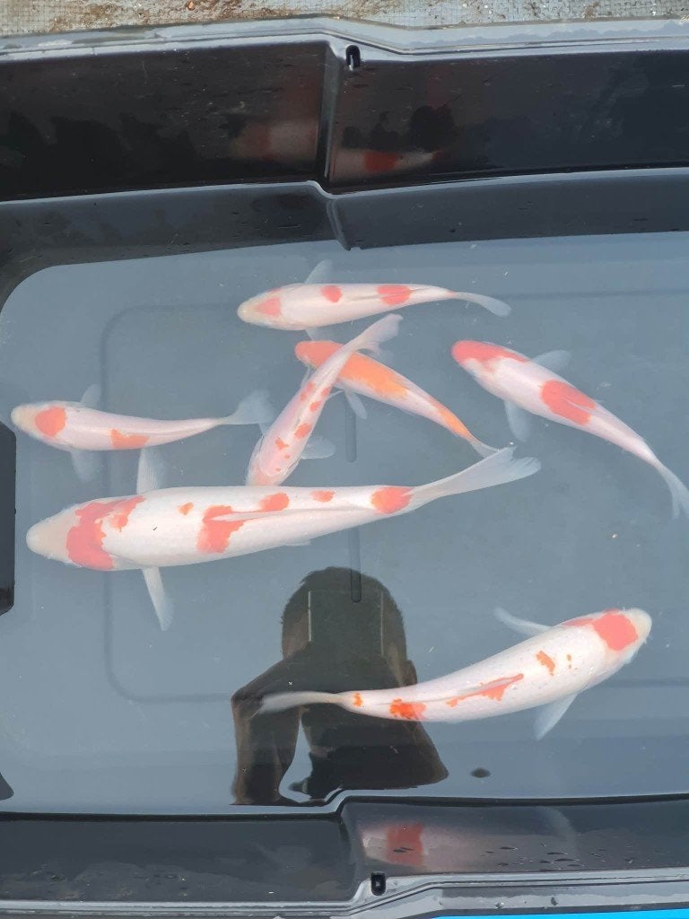 Dernière chance ! (7 koï) — Tancho Kohaku et Kohaku, Carpe ou Koï
