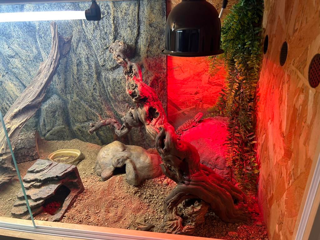 Terrarium avec pogona, Dieren en Toebehoren, Ophalen, Zo goed als nieuw