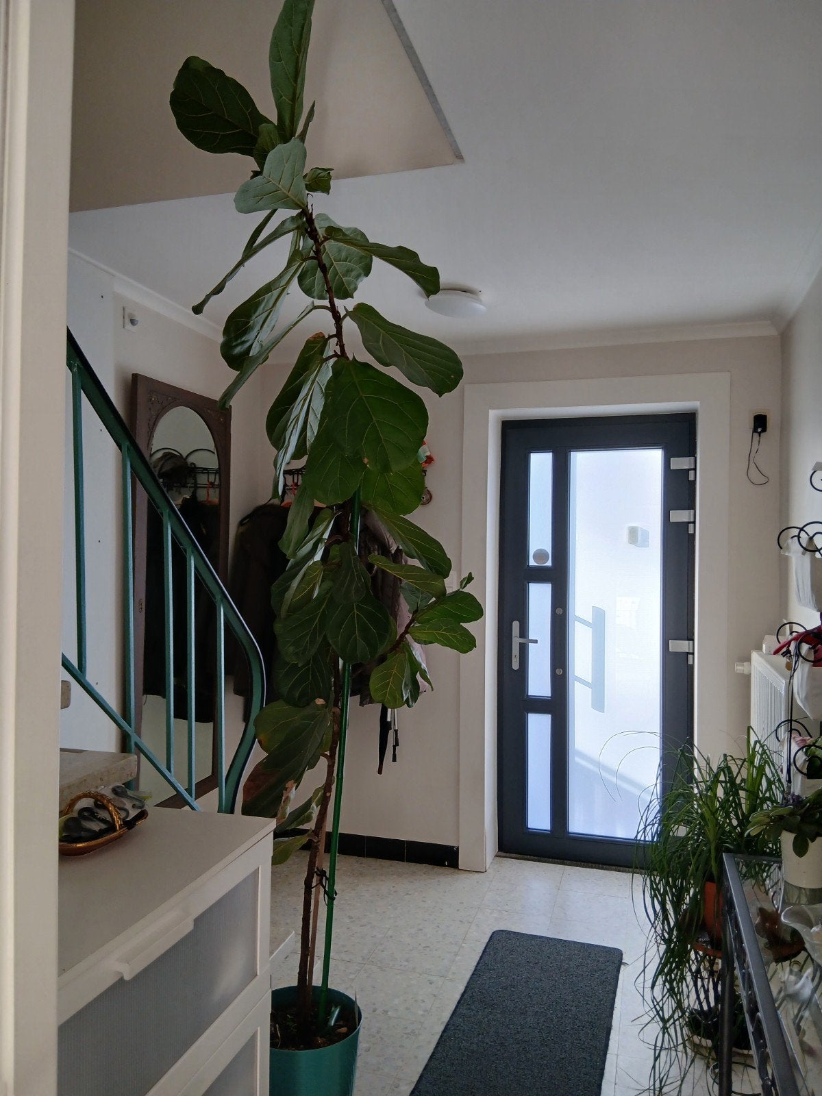 ficus lyrata 2m60cm, Maison & Meubles, Ficus, En pot, Enlèvement, 200 cm ou plus