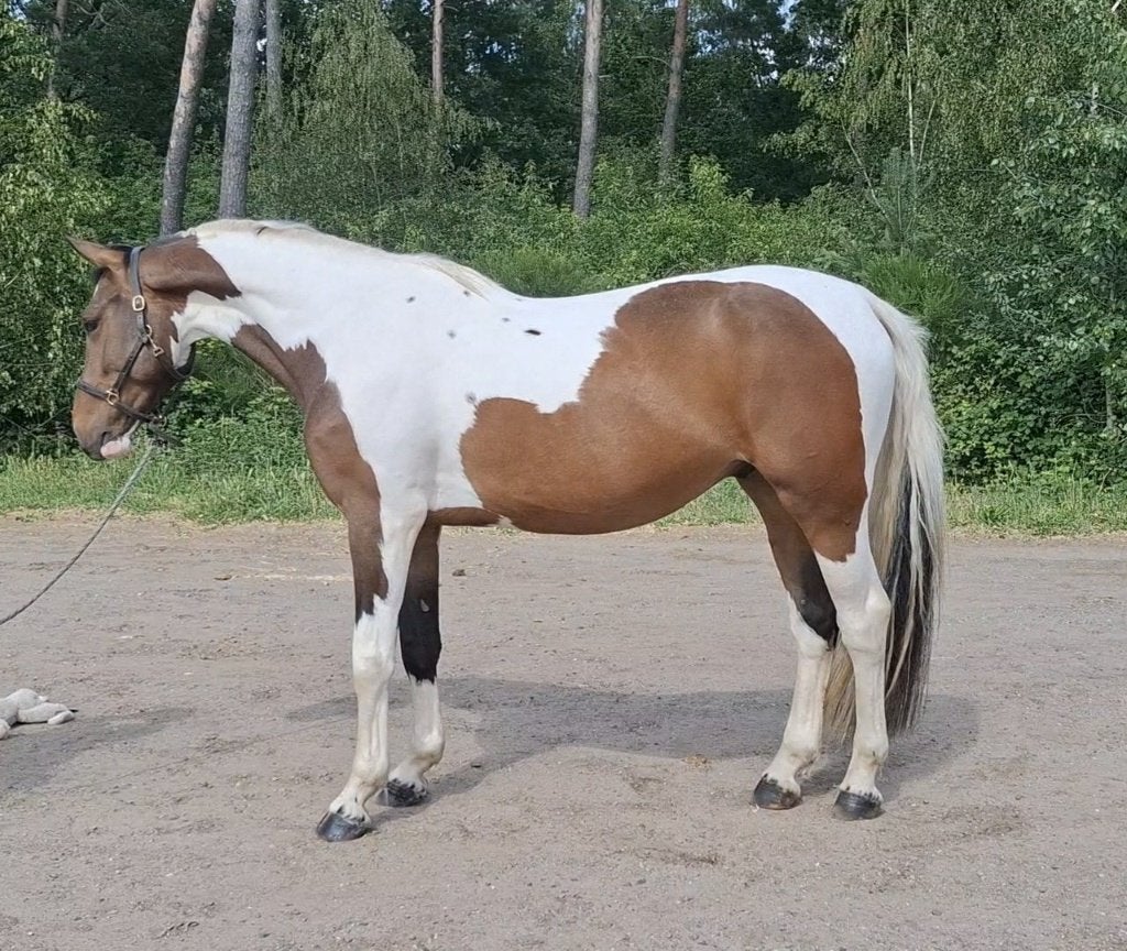 Super knappe 4 jr pinto ruin *springpaard gefokt* zadelmak, Animaux & Accessoires, Chevaux, Hongre, Débourré, 165 à 170 cm, 3 à 6 ans