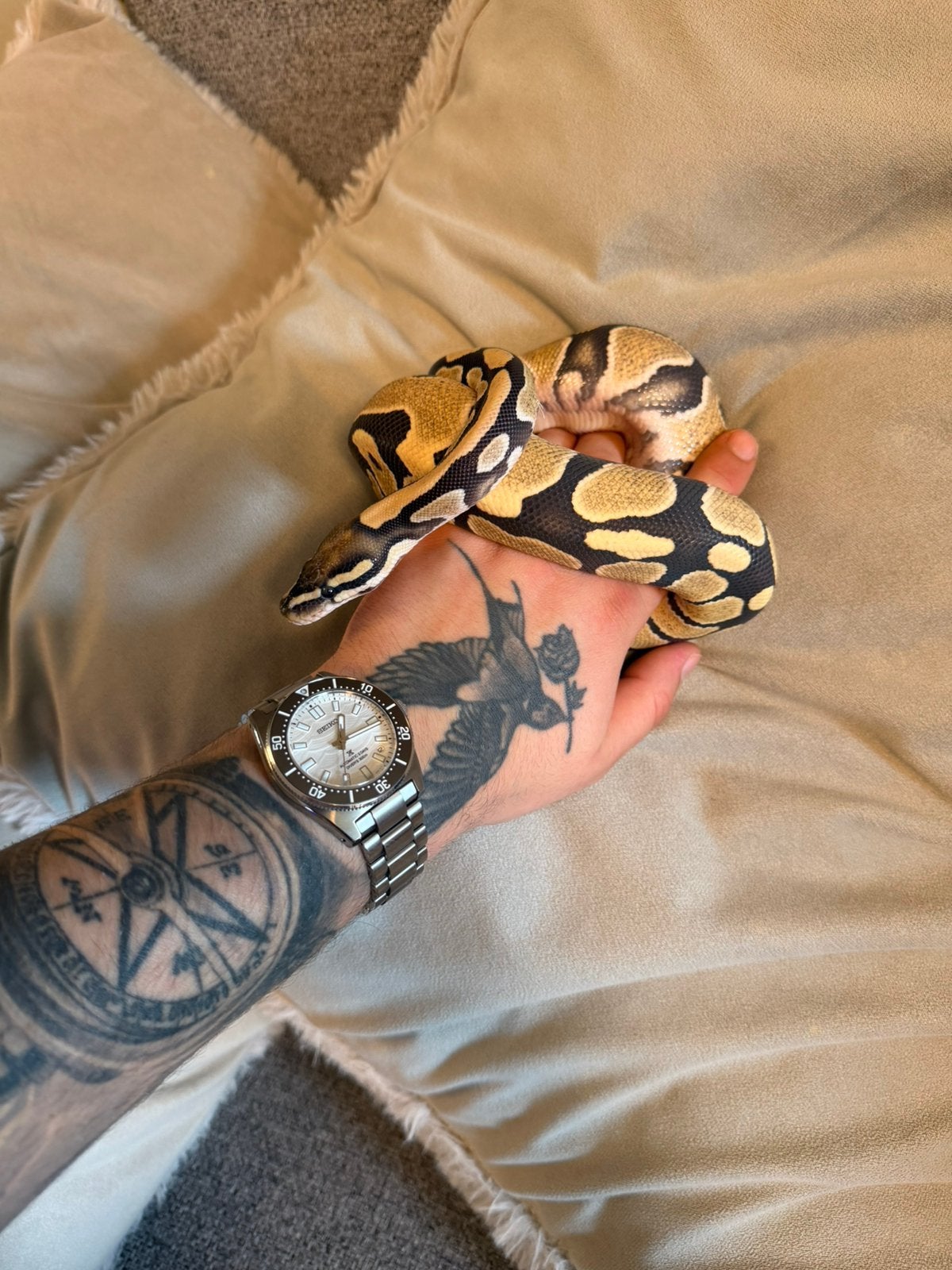 Koningspython - 1.0 HYPO DESERT GHOST Ball Python photo 3