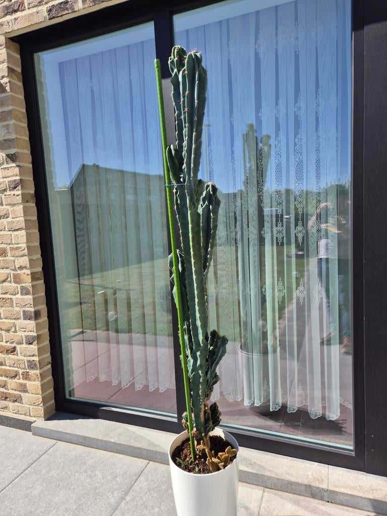 Cactus 145 cm, Doe-het-zelf en Bouw, Raamkozijnen en Schuifdeuren, Ophalen