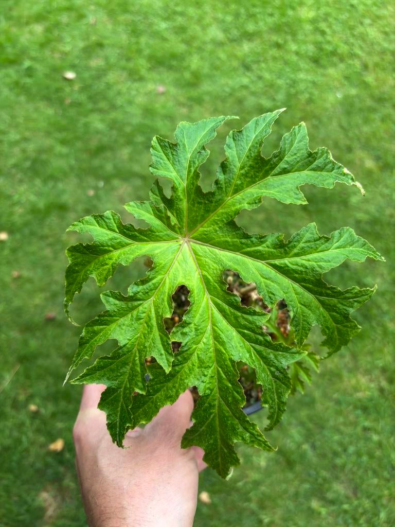 Begonia panchthariensis, Tuin en Terras, Ophalen, Herfst, Vaste plant, Halfschaduw