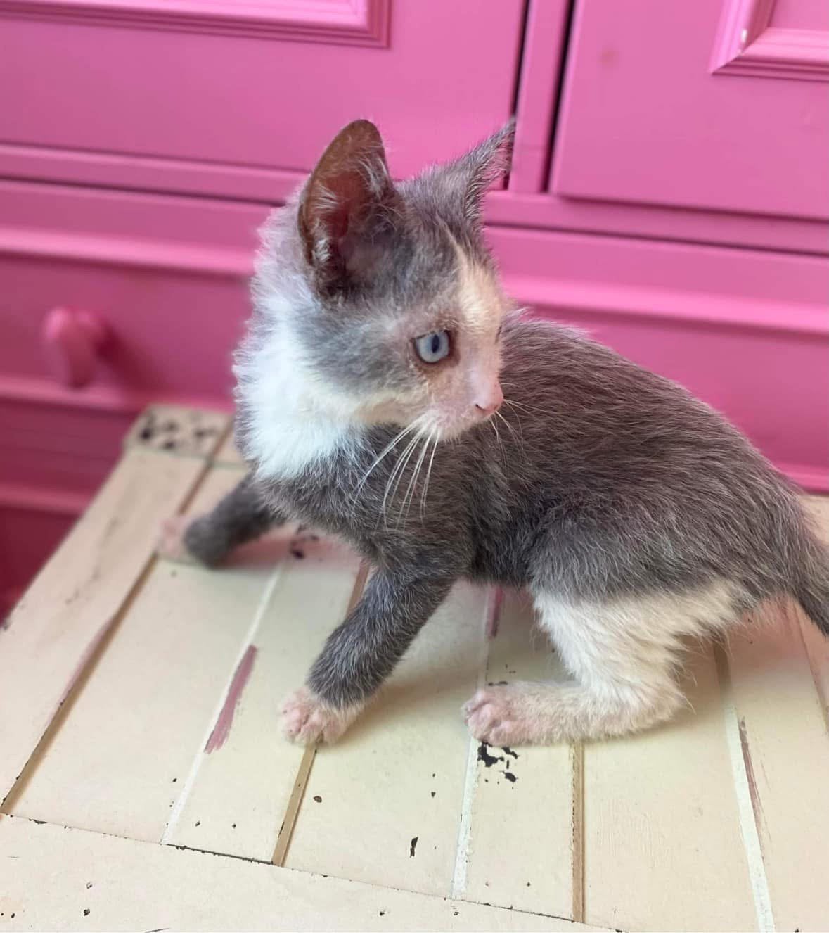 Lykoi jongen l, Chat, Avec pedigree, 3 à 5 ans