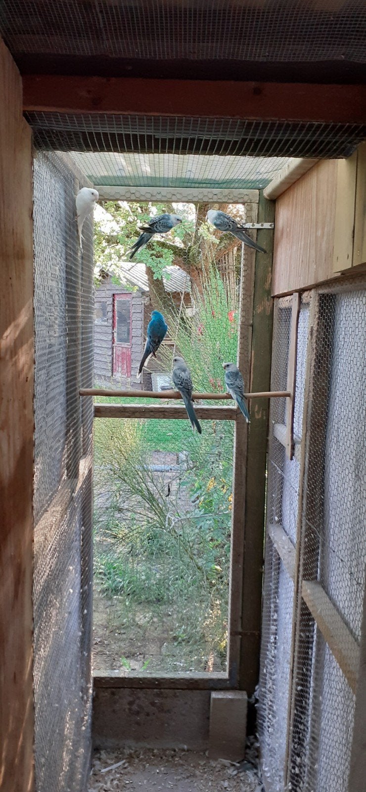 blauwe roodrugparkieten roodrugparkiet, Dieren en Toebehoren, Vogels | Parkieten en Papegaaien