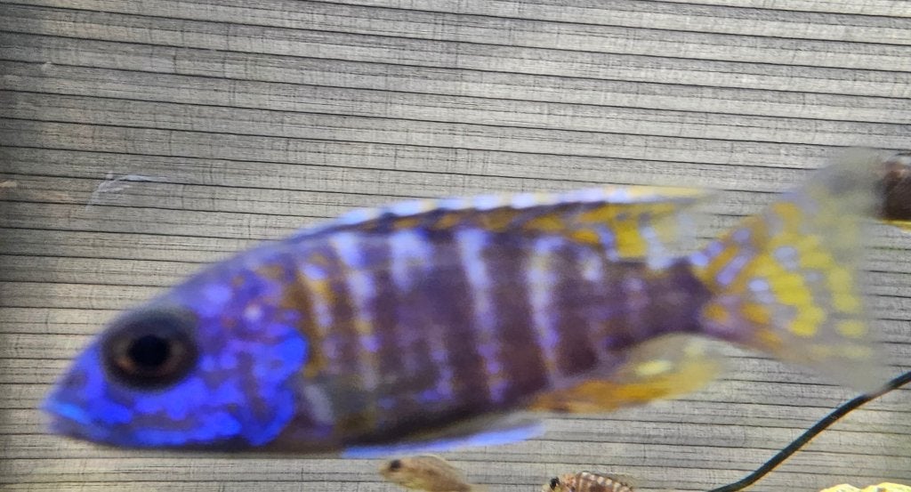 Cichlidés Aulonocara stuartgranti Malawi, Poisson, Poisson d'eau douce