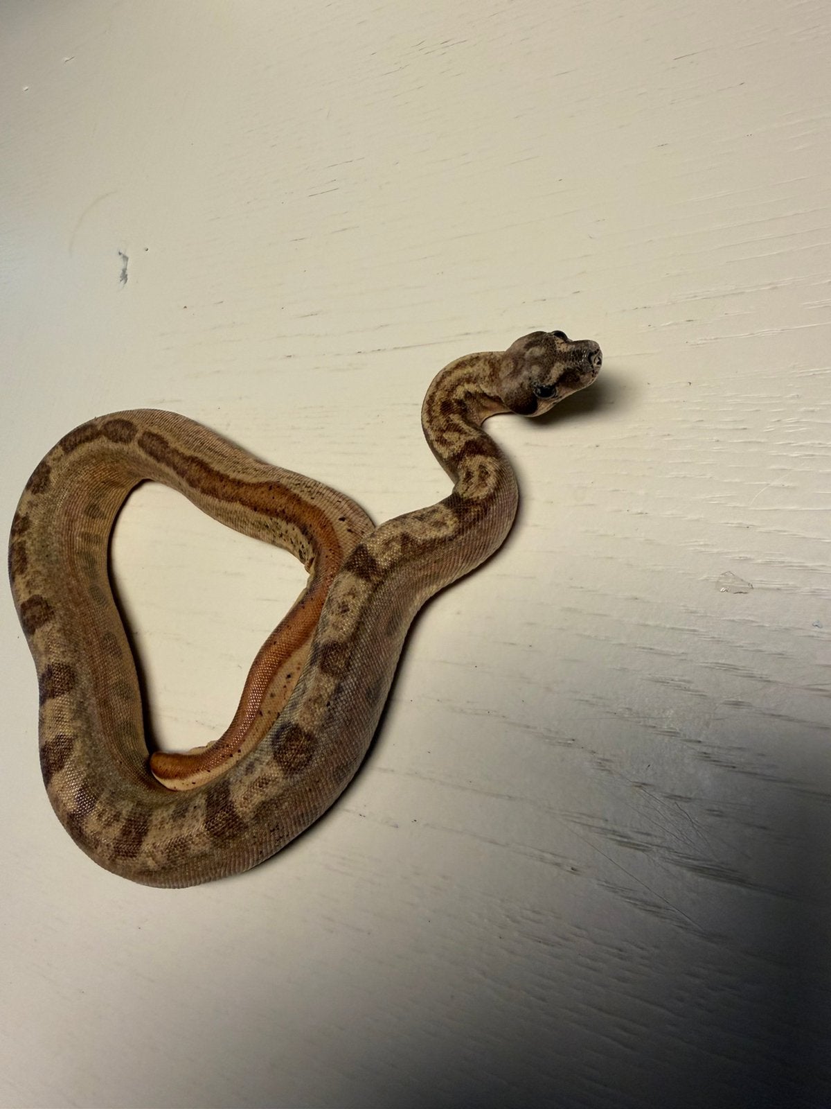 0.1 Boa constrictor imperator HYPO MOTLEY, Serpent, Avec terrarium, 0 à 2 ans