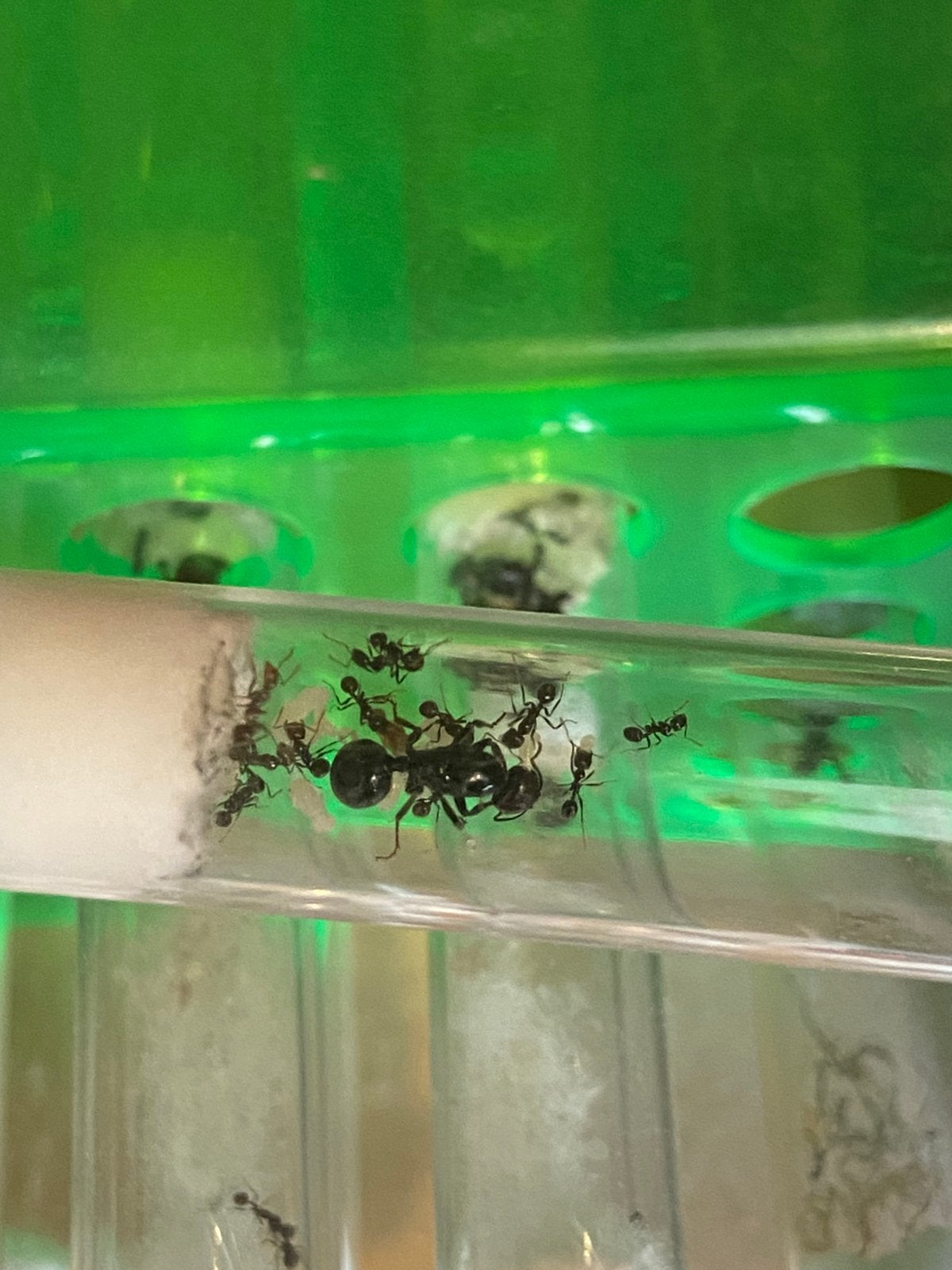 Messor barbarus kolonies, Dieren en Toebehoren, Insecten en Spinnen, Mieren