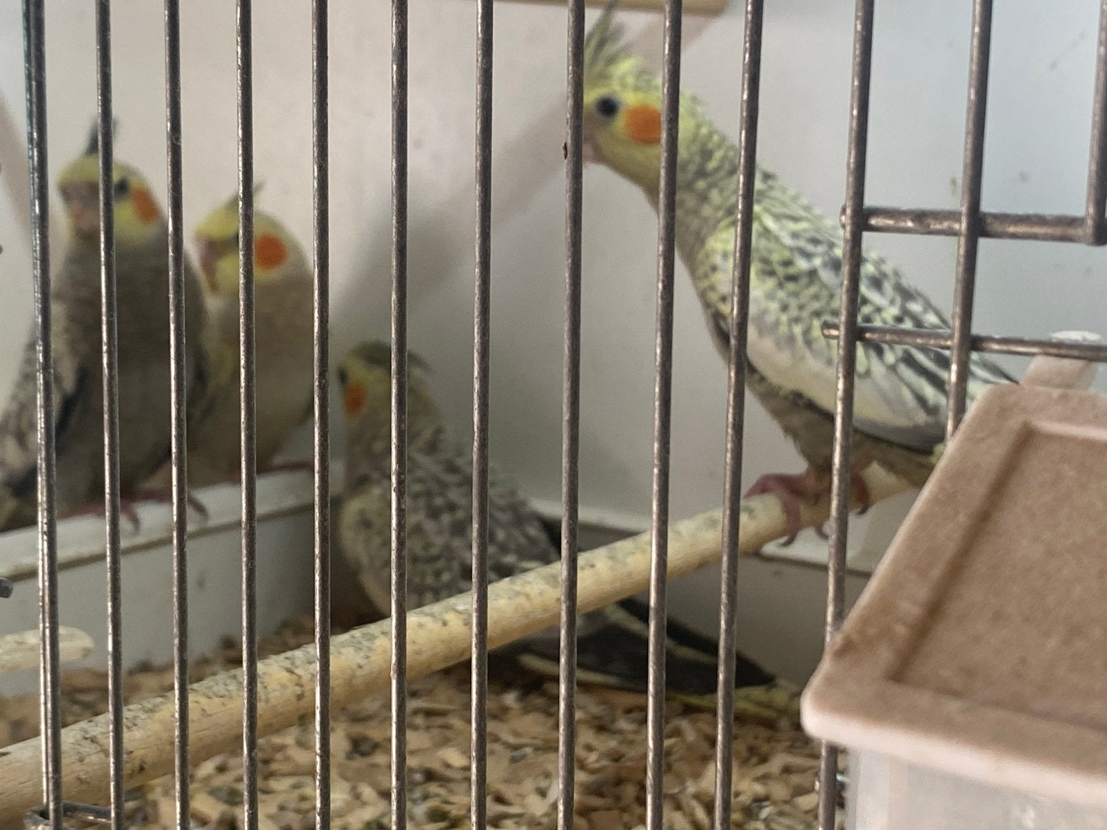 Calopsittes, Animaux & Accessoires, Sexe inconnu