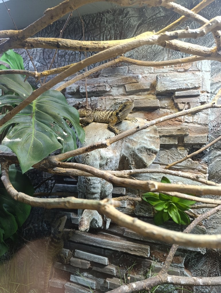Dragons d'eau australiens, Lézard, Avec terrarium, 0 à 2 ans