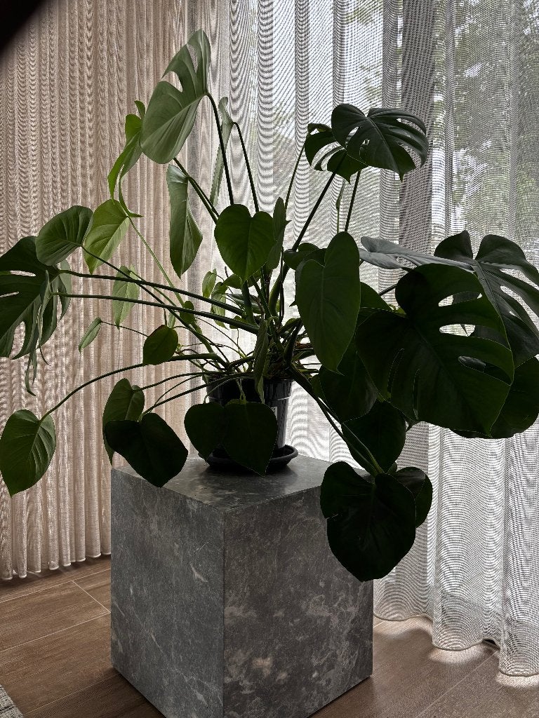 Plante d'intérieur XL monstera deliciosa, Plante verte, Enlèvement, Autres espèces, Moins de 100 cm