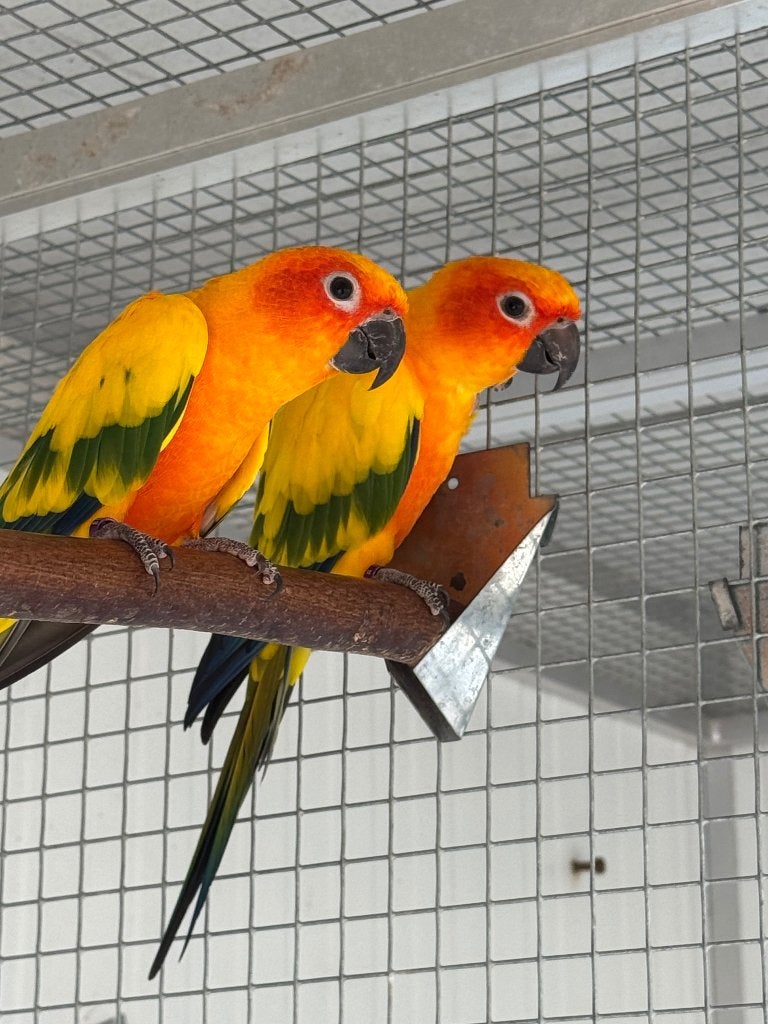 Zonparkieten, Dieren en Toebehoren, Vogels | Parkieten en Papegaaien, Meerdere dieren, Parkiet, Geringd