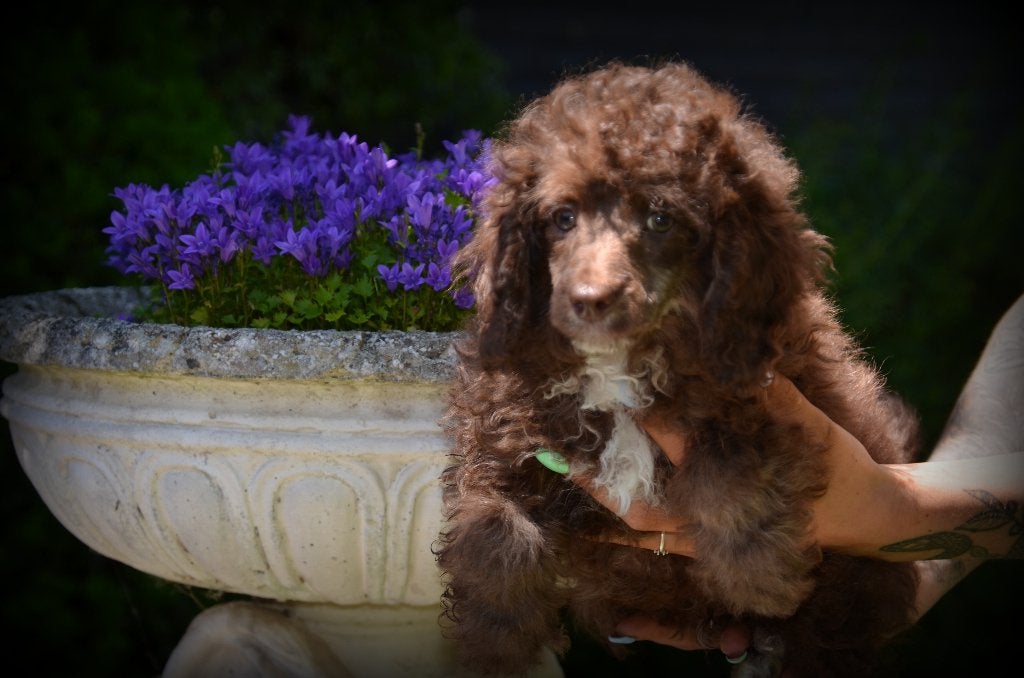 Poedel pups, Dieren en Toebehoren, Honden | Chihuahua's en Gezelschapshonden, Poedel, België, 15 weken tot 1 jaar, Reu