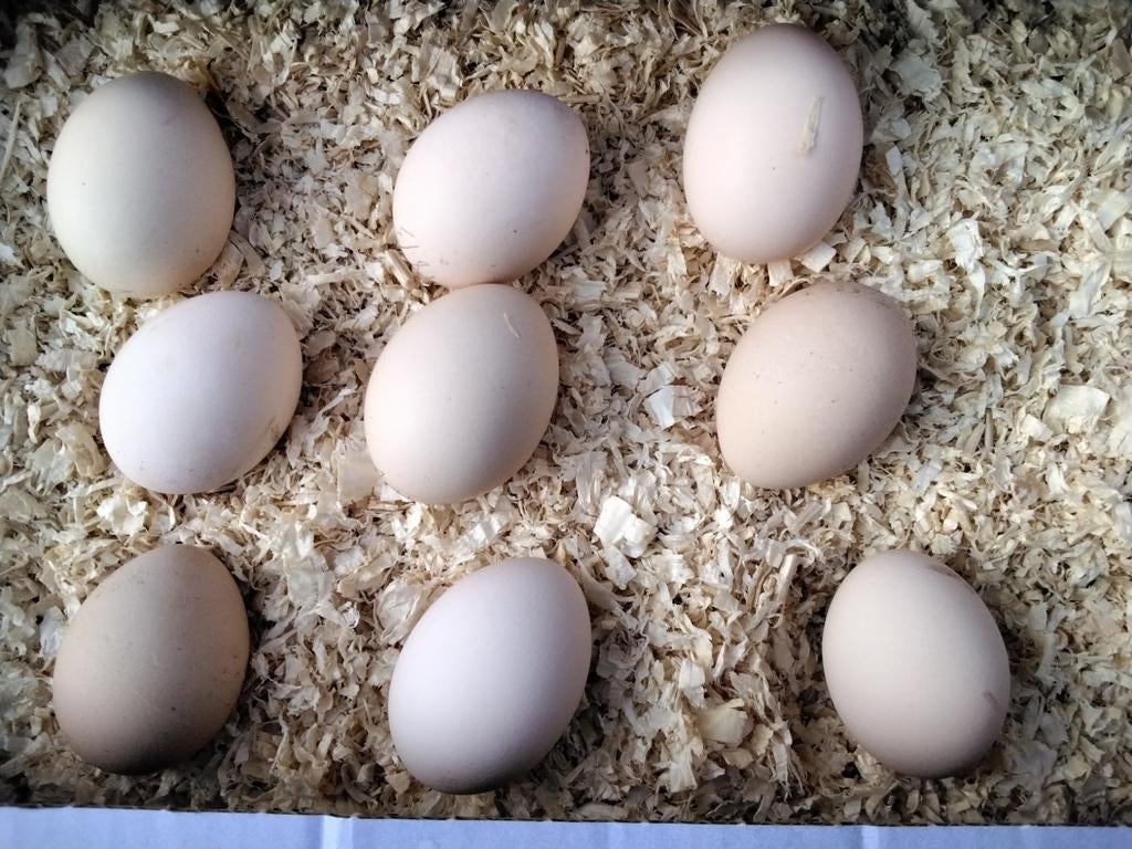 Broedeieren van Sebright Kippetjes zilver-zwartgezoomd., Dieren en Toebehoren