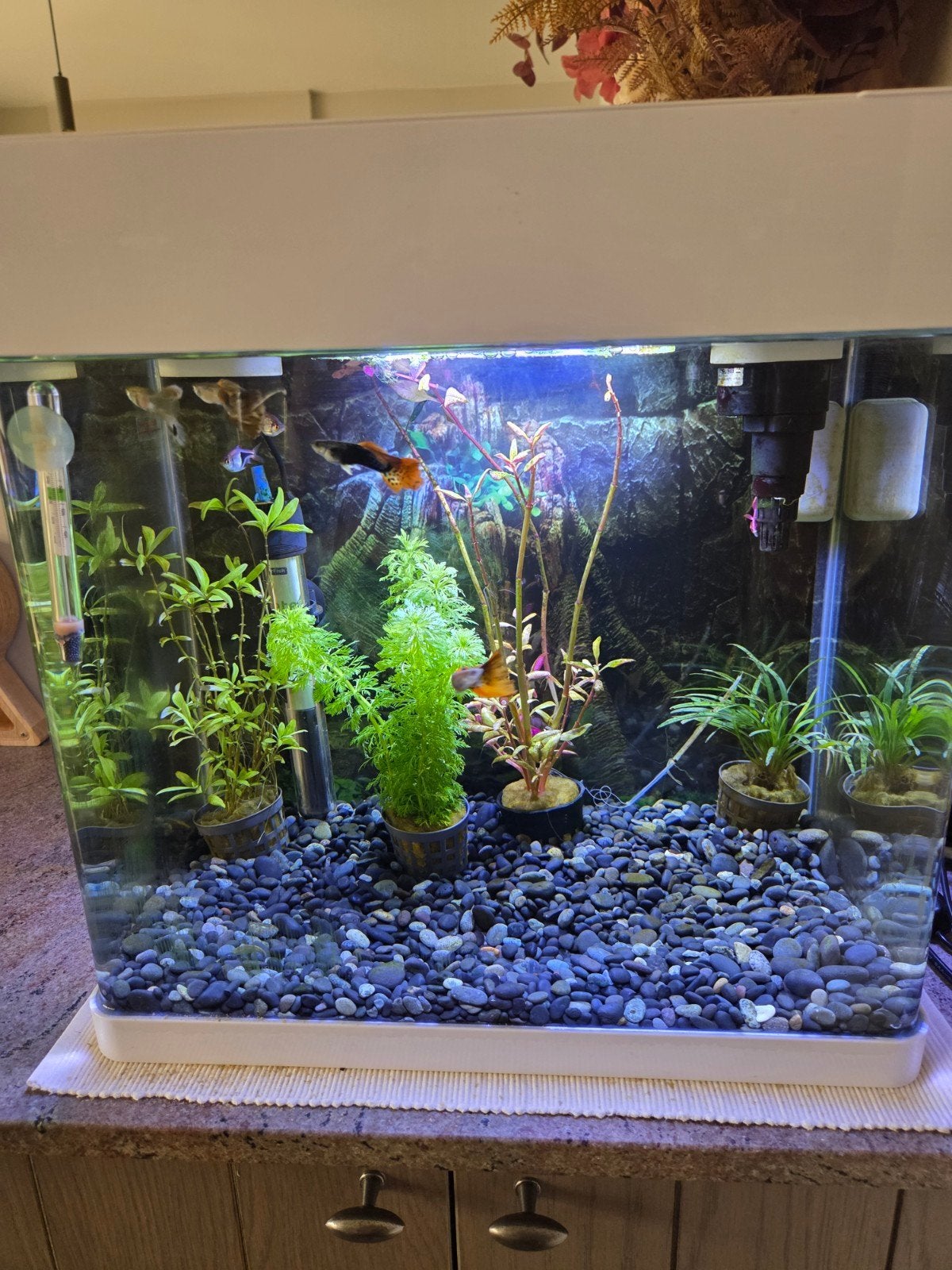 Wit aquarium met filter,verwarmer,steentjes, Ophalen