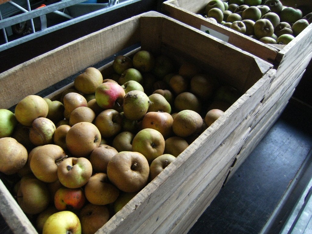 Boskoopappels voor veevoeder, Ophalen, Vee