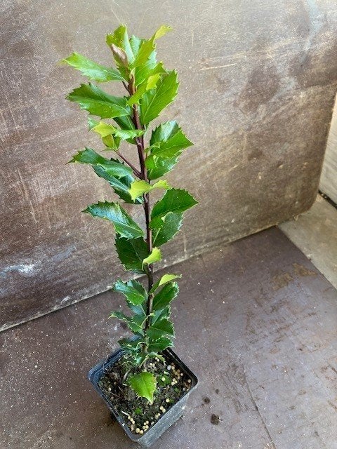 Ilex Blue Prince 60/80 Pot 1.5L, Tuin en Terras, Ophalen, Hulst, Struik, Minder dan 100 cm