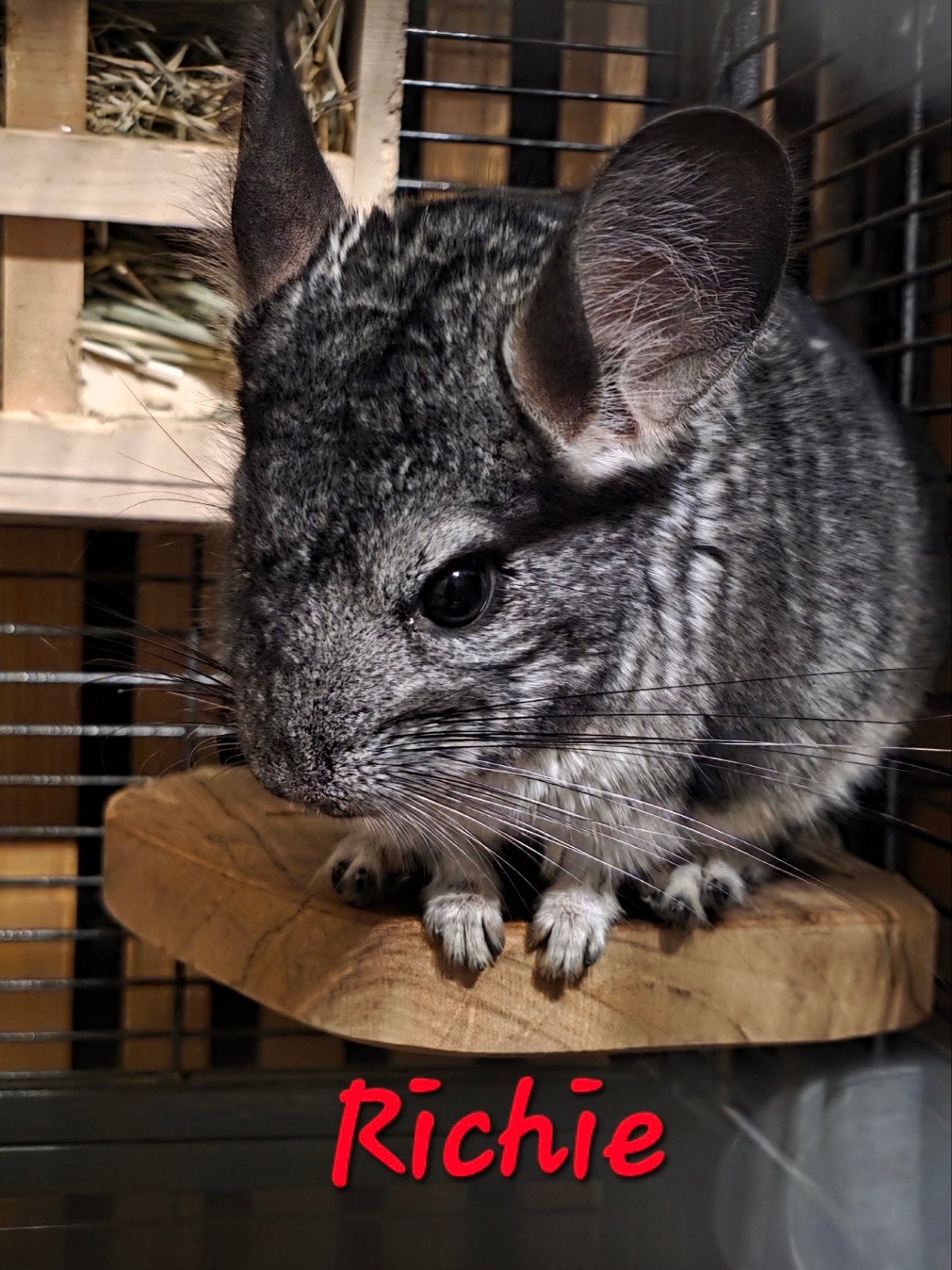 Tam mannetje chinchilla – Richie – 1,5 jaar oud

Ik zoek een, Dieren en Toebehoren, Chinchilla, April, Mannelijk, Tam