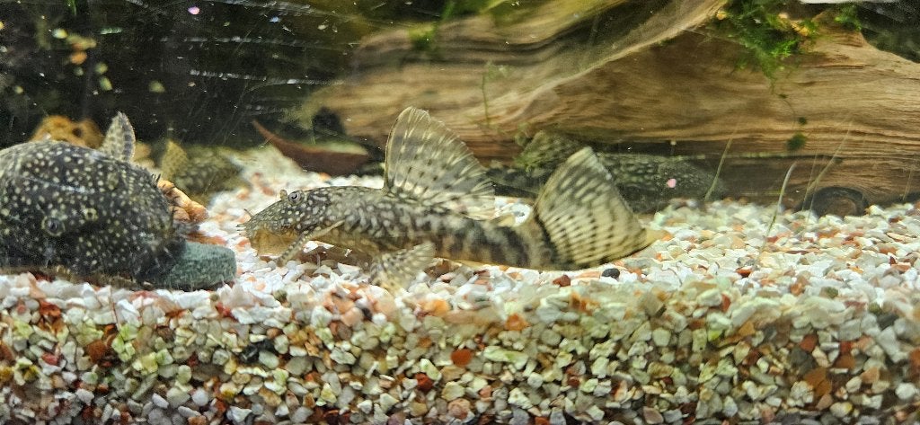 Pleco--ancistrus- ruitenkuiser, Poisson, Poisson d'eau douce