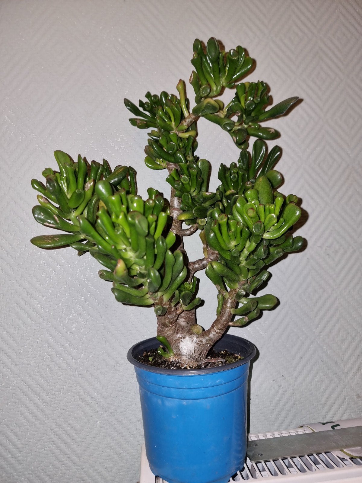 Plantes, Enlèvement, Plein soleil