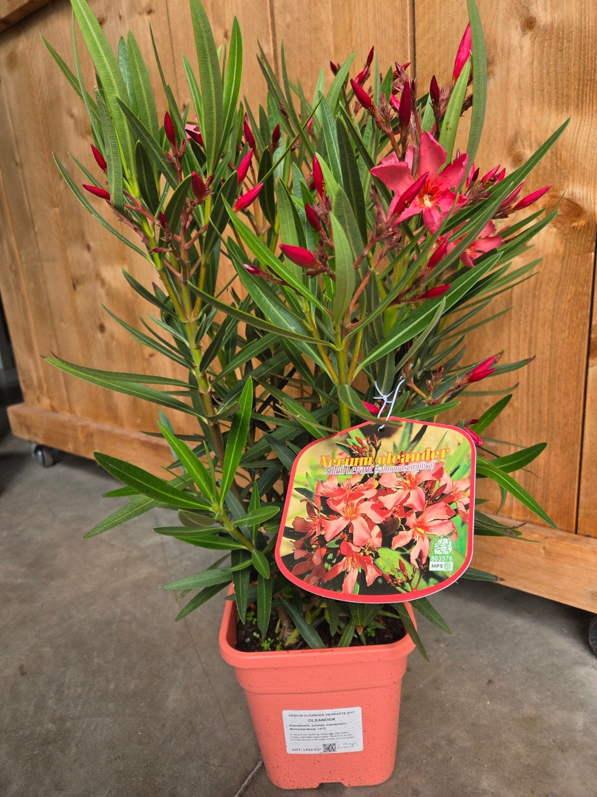 Nerium Oleander Kleur zalm, Ophalen