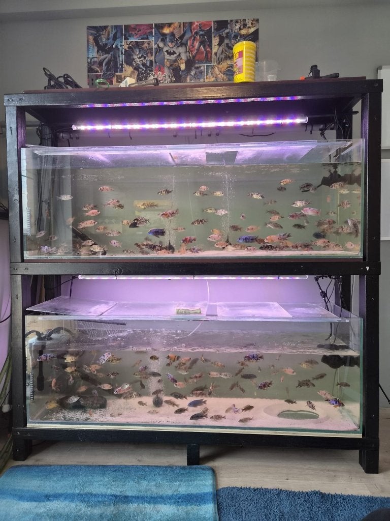 Malawi cichliden OB's, Dieren en Toebehoren, Vis, Zoetwatervis