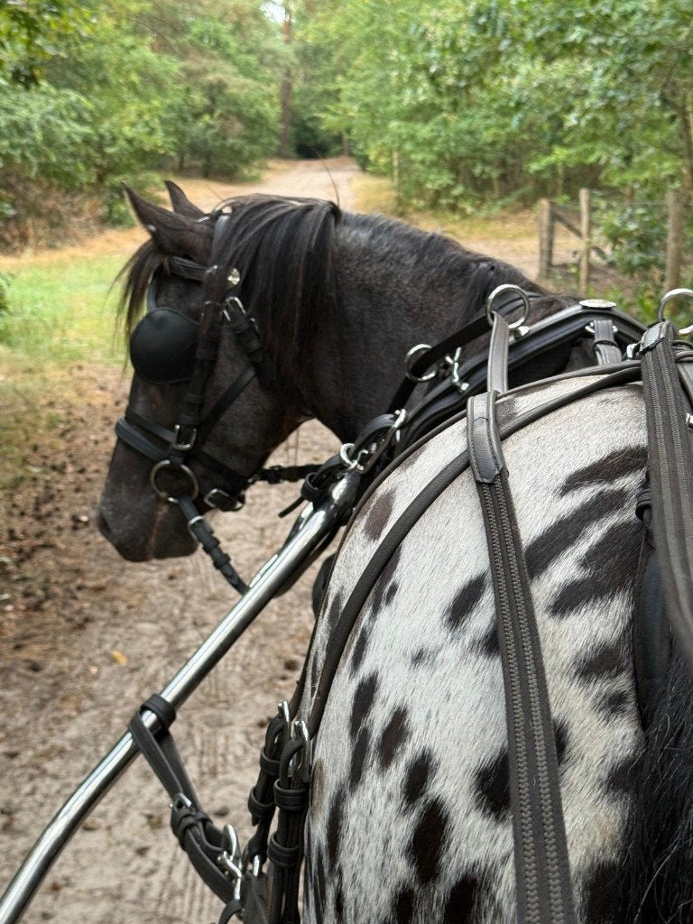 Top men/rij pony, Merrie, Met stamboom, 3 tot 6 jaar, L