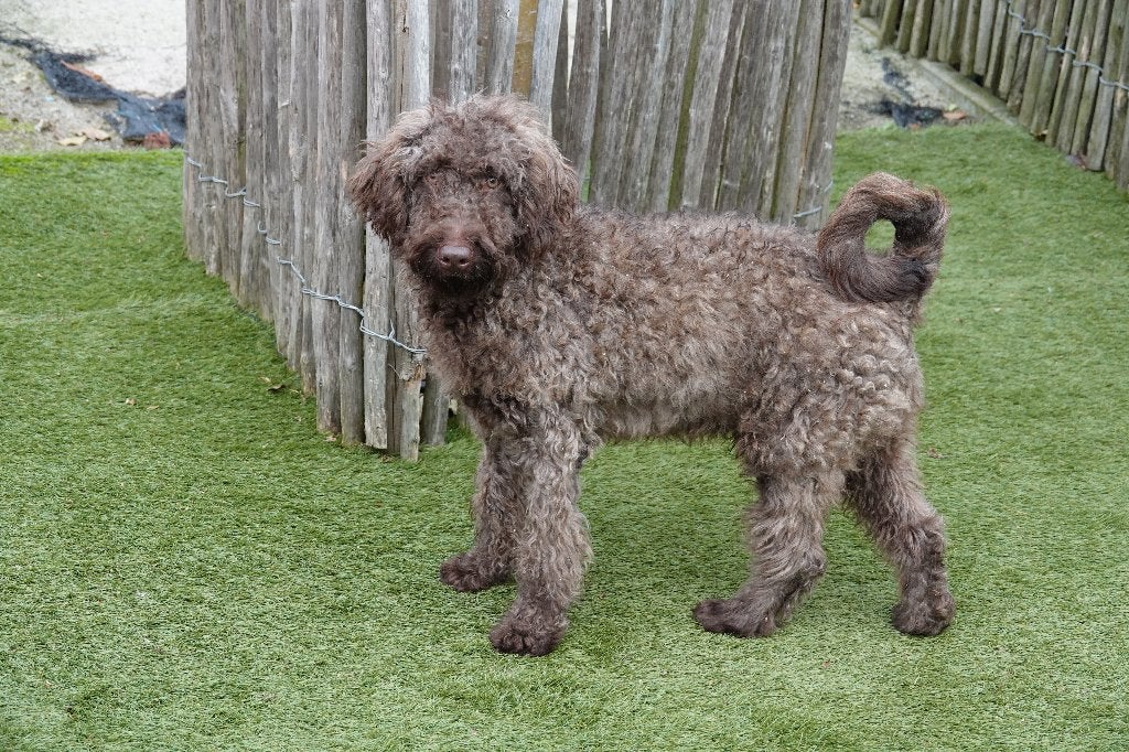Magnifique chiot Labradoodle Medium chocolat, avec pedigree, 15 semaines à 1 an, Chien (mâle), Maladie de Carré (chiens), Autres races