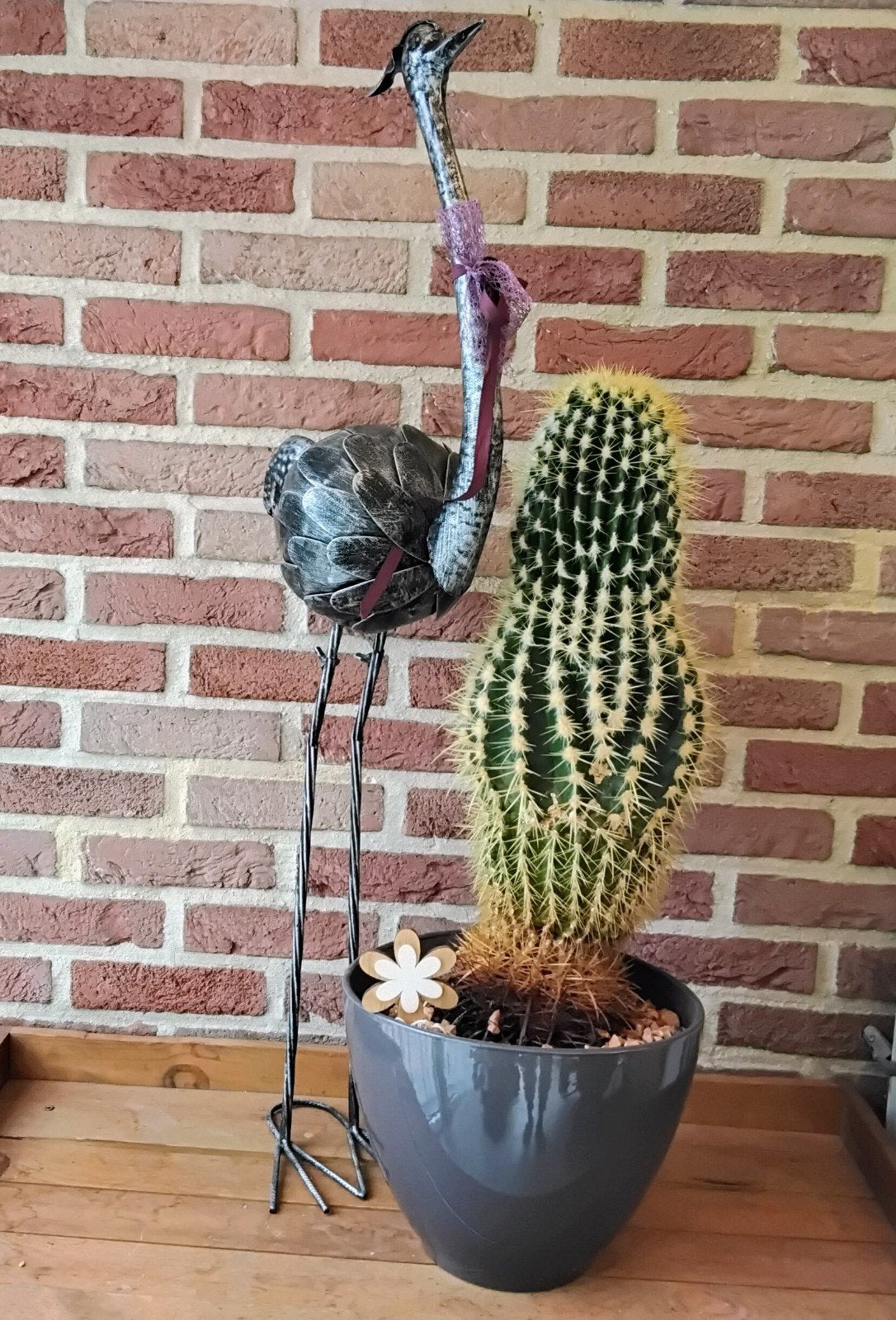 mooie grote cactus met pot, Ophalen