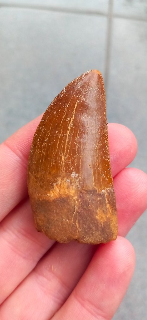Grande dent de dinosaure, Carcharodontosaurus, Enlèvement ou Envoi, Fossile