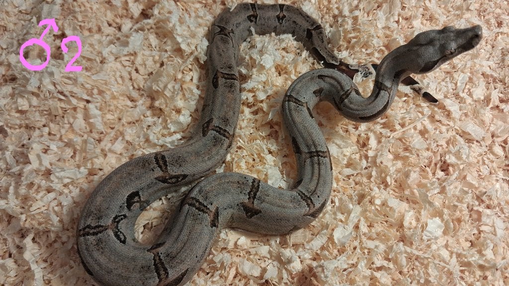 Boa Constrictor Amarali, Dieren en Toebehoren, Slang, Tam, 0 tot 2 jaar